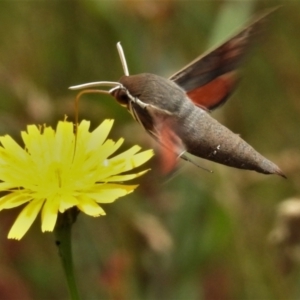 Hippotion scrofa at Cotter River, ACT - 22 Jan 2021