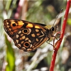 Oreixenica orichora (Spotted Alpine Xenica) at Cotter River, ACT - 22 Jan 2021 by JohnBundock