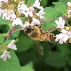 Apis mellifera (European honey bee) at Gungahlin, ACT - 22 Jan 2021 by Petal