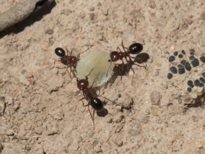 Melophorus perthensis (Field furnace ant) at Kambah, ACT - 21 Jan 2021 by AlisonMilton