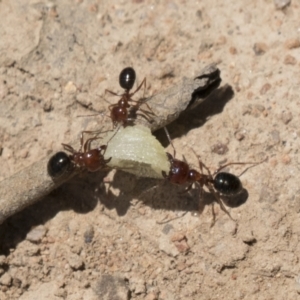 Melophorus perthensis at Kambah, ACT - 21 Jan 2021