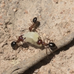 Melophorus perthensis at Kambah, ACT - 21 Jan 2021