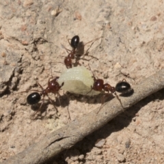 Melophorus perthensis at Kambah, ACT - 21 Jan 2021