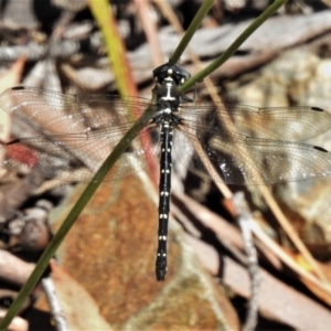 Eusynthemis guttata at Cotter River, ACT - 22 Jan 2021