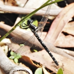 Eusynthemis guttata at Cotter River, ACT - 22 Jan 2021