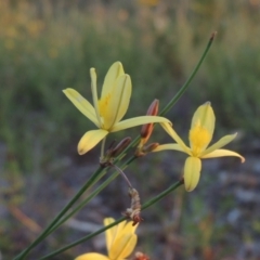 Tricoryne elatior (Yellow Rush Lily) at Tuggeranong Hill - 30 Nov 2020 by michaelb
