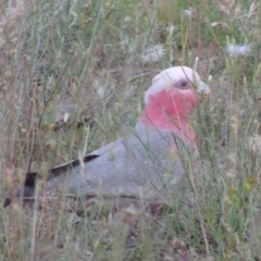 Eolophus roseicapilla (Galah) at Conder, ACT - 30 Nov 2020 by MichaelBedingfield