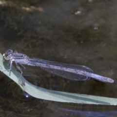 Ischnura heterosticta (Common Bluetail Damselfly) at Greenway, ACT - 21 Jan 2021 by AlisonMilton