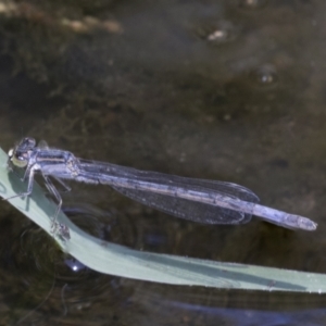 Ischnura heterosticta at Greenway, ACT - 21 Jan 2021