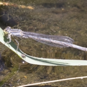 Ischnura heterosticta at Greenway, ACT - 21 Jan 2021