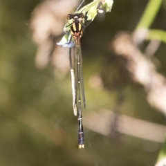 Nososticta solida (Orange Threadtail) at Greenway, ACT - 21 Jan 2021 by AlisonMilton