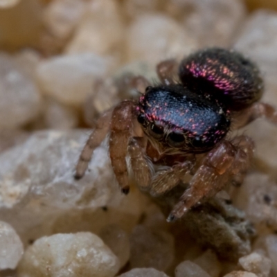 Simaethula sp. (genus) (A jumping spider) at Oxley, ACT - 22 Jan 2021 by TyrieStarrs