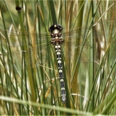 Synthemis eustalacta (Swamp Tigertail) at Cotter River, ACT - 22 Jan 2021 by JohnBundock