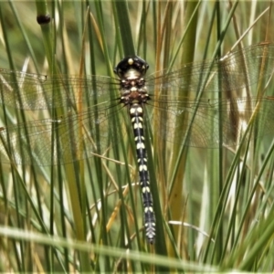 Synthemis eustalacta at Cotter River, ACT - 22 Jan 2021 12:10 PM