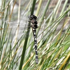 Synthemis eustalacta at Cotter River, ACT - 22 Jan 2021 12:10 PM