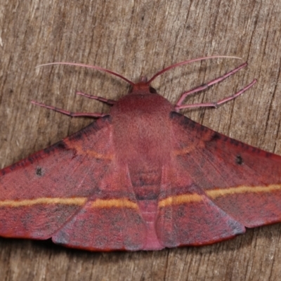 Oenochroma vinaria (Pink-bellied Moth, Hakea Wine Moth) at Melba, ACT - 12 Jan 2021 by kasiaaus