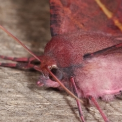 Oenochroma vinaria at Melba, ACT - 12 Jan 2021