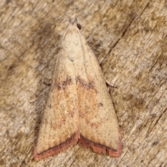Callionyma sarcodes (A Galleriinae moth) at Melba, ACT - 11 Jan 2021 by kasiaaus