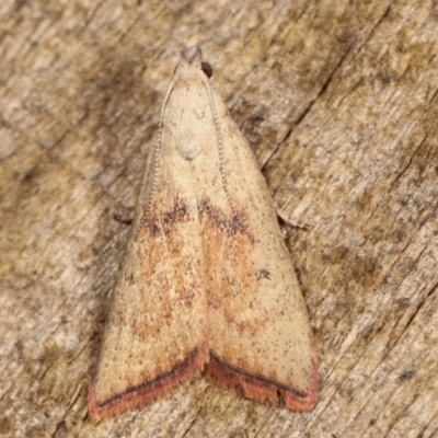 Callionyma sarcodes (A Galleriinae moth) at Melba, ACT - 11 Jan 2021 by kasiaaus