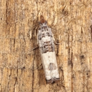 Spilonota constrictana at Melba, ACT - 12 Jan 2021