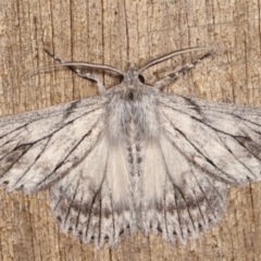 Cyneoterpna wilsoni (Cyneoterpna wilsoni) at Melba, ACT - 12 Jan 2021 by kasiaaus