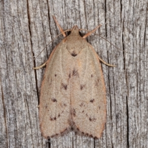 Heliocausta undescribed species at Melba, ACT - 12 Jan 2021 12:35 AM