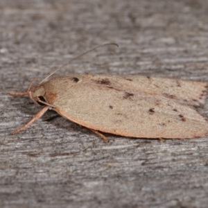 Heliocausta undescribed species at Melba, ACT - 12 Jan 2021 12:35 AM