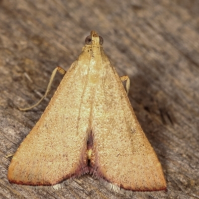 Endotricha ignealis (A Pyralid moth (Endotrichinae)) at Melba, ACT - 12 Jan 2021 by kasiaaus