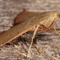 Endotricha ignealis at Melba, ACT - 12 Jan 2021