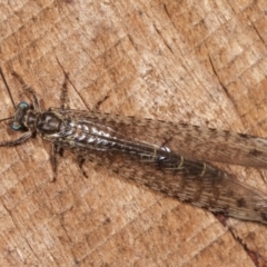 Bandidus sp. (genus) (Antlion Lacewing) at Melba, ACT - 11 Jan 2021 by kasiaaus