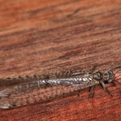 Bandidus sp. (genus) at Melba, ACT - 12 Jan 2021