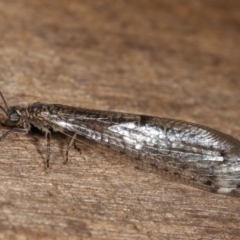 Bandidus sp. (genus) at Melba, ACT - 12 Jan 2021