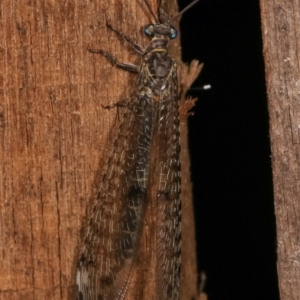 Bandidus sp. (genus) at Melba, ACT - 12 Jan 2021