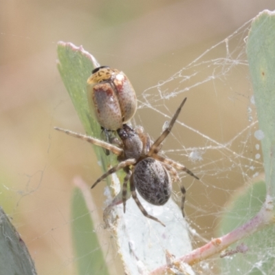 Badumna insignis (Black House Spider) at Urambi Hills - 20 Jan 2021 by AlisonMilton