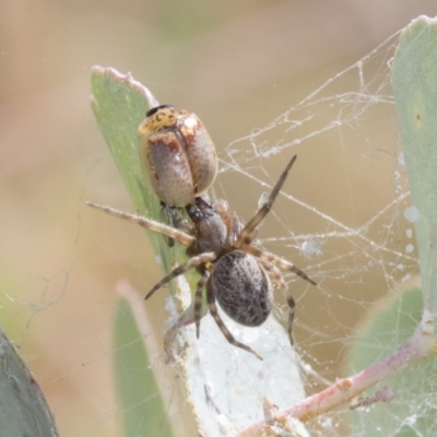 Badumna insignis (Black House Spider) at Greenway, ACT - 21 Jan 2021 by AlisonMilton