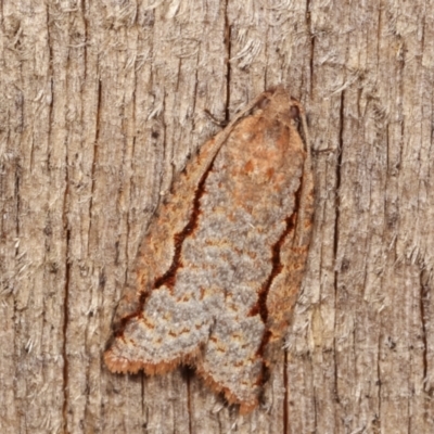 Meritastis undescribed species (A Tortricid moth) at Melba, ACT - 12 Jan 2021 by kasiaaus