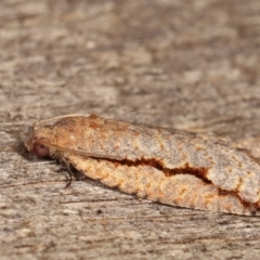 Meritastis undescribed species at Melba, ACT - 12 Jan 2021 12:32 AM