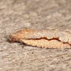 Meritastis undescribed species at Melba, ACT - 12 Jan 2021 12:32 AM