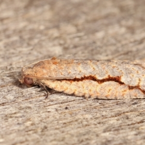 Meritastis undescribed species at Melba, ACT - 12 Jan 2021