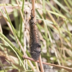 Glenoleon falsus (Antlion Lacewing) at Tuggeranong DC, ACT - 21 Jan 2021 by AlisonMilton