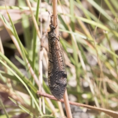 Glenoleon falsus (Antlion Lacewing) at Tuggeranong DC, ACT - 21 Jan 2021 by AlisonMilton