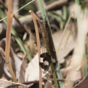 Glenoleon sp. (genus) at Tuggeranong DC, ACT - 21 Jan 2021