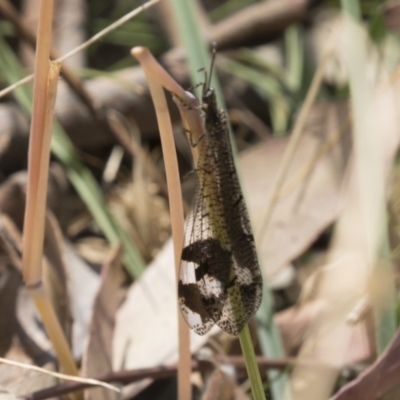 Glenoleon sp. (genus) (Antlion lacewing) at Urambi Hills - 20 Jan 2021 by AlisonMilton