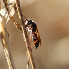 Unidentified Wasp (Hymenoptera, Apocrita) at WREN Reserves - 22 Jan 2021 by KylieWaldon