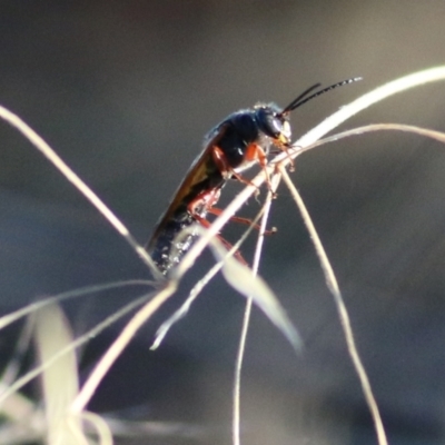 Unverified Flower wasp (Scoliidae or Tiphiidae) at Castle Creek, VIC - 23 Jan 2021 by KylieWaldon