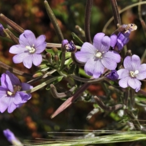 Epilobium sp. at Cotter River, ACT - 22 Jan 2021 01:05 PM