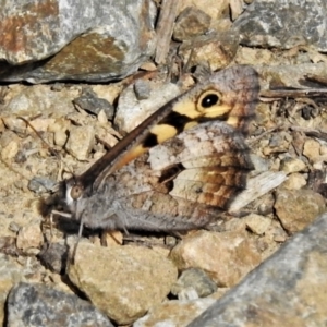 Geitoneura klugii at Cotter River, ACT - 22 Jan 2021