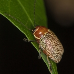 Aporocera (Aporocera) sculptilis (Leaf beetle) at Melba, ACT - 1 Jan 2021 by Bron