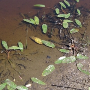 Ottelia ovalifolia subsp. ovalifolia at Holt, ACT - 17 Jan 2021