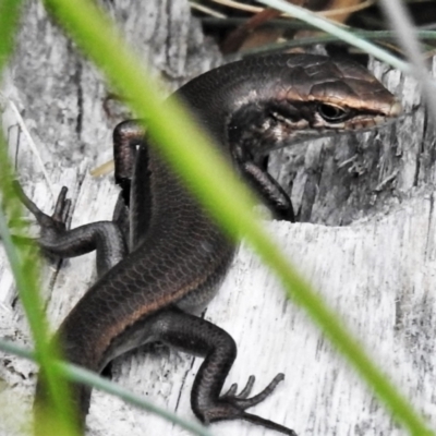 Pseudemoia entrecasteauxii (Woodland Tussock-skink) at Cotter River, ACT - 22 Jan 2021 by JohnBundock